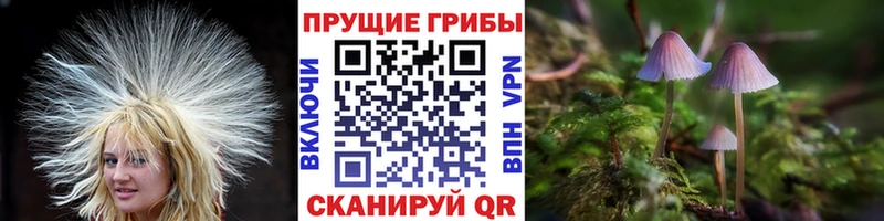 Купить  Хотьково  Псилоцибиновые грибы Psilocybine cubensis 